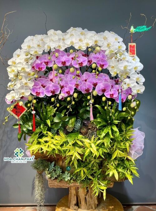 lan hồ điệp ghép lũa