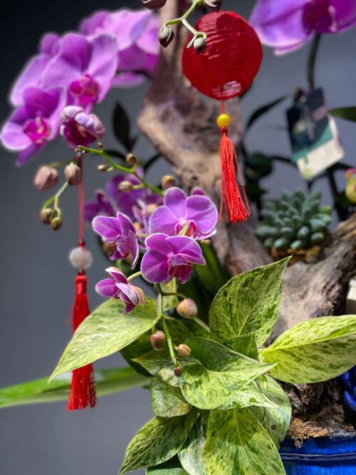 Lan Ghép Lũa Mini – Sắc Tím Bình An