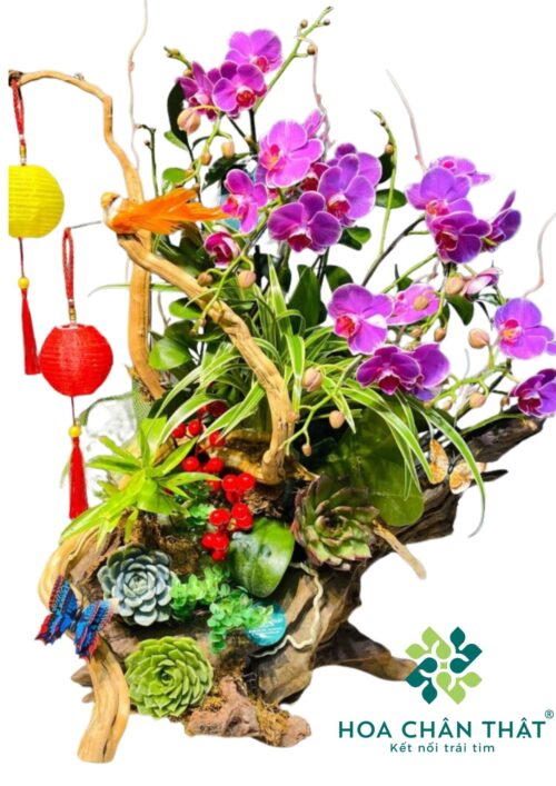 Lan Ghép Lũa Mini – Sắc Tím Bình An