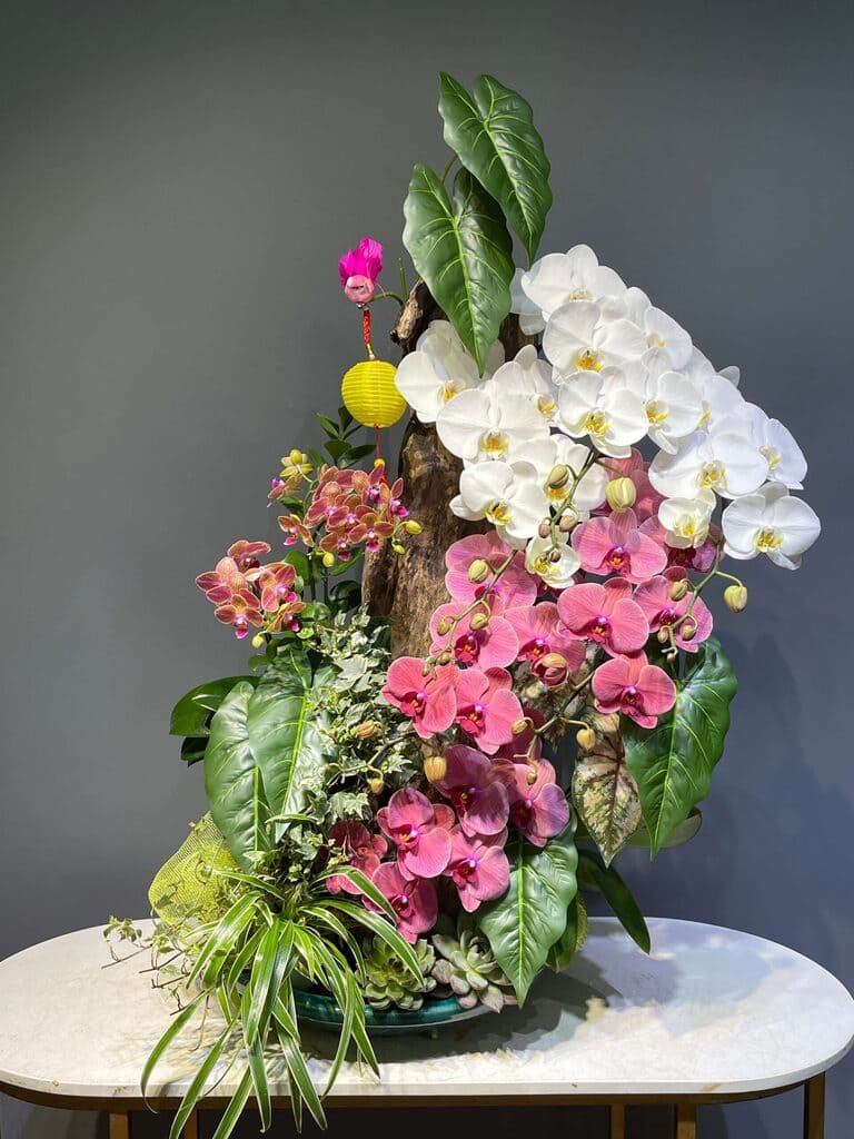 Lan Ghép Lũa – Sắc Hồng Trắng Giao Hòa Lan Ghép Lũa – Sắc Hồng Trắng Giao Hòa