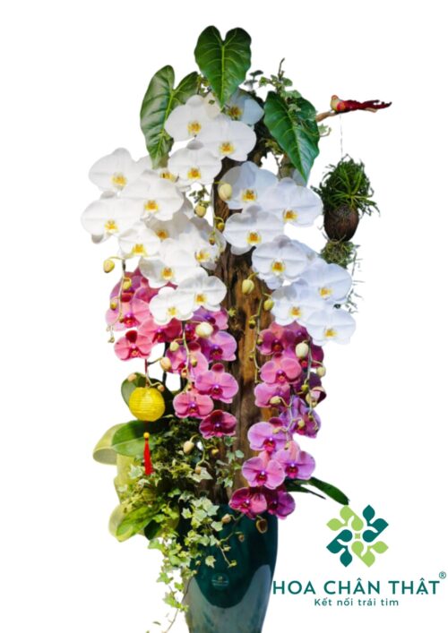 Lan Ghép Lũa – Giao Thoa Sắc Ngọc