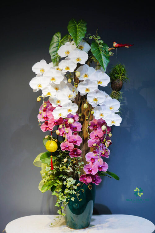 Lan Ghep Lua – Giao Thoa Sac Ngoc 2