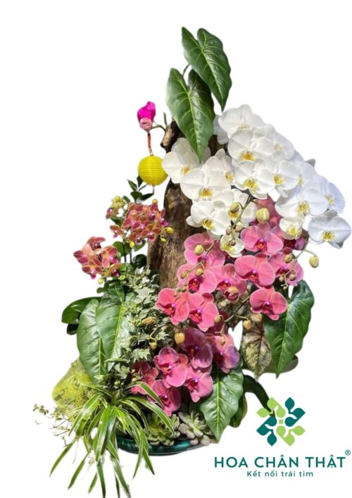 Lan Ghép Lũa – Sắc Hồng Trắng Giao Hòa