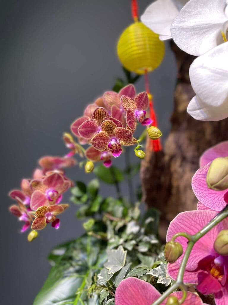 Lan Ghép Lũa – Sắc Hồng Trắng Giao Hòa Lan Ghép Lũa – Sắc Hồng Trắng Giao Hòa