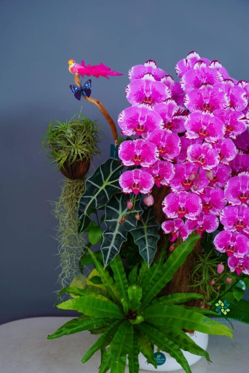 Lan Hồ Điệp Tím 5 Cành – Sắc Hương Kiêu Sa