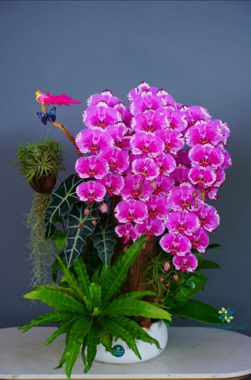 Lan Hồ Điệp Tím 5 Cành – Sắc Hương Kiêu Sa