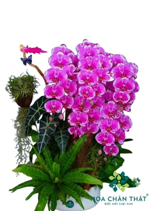 Lan Hồ Điệp Tím 5 Cành – Sắc Hương Kiêu Sa