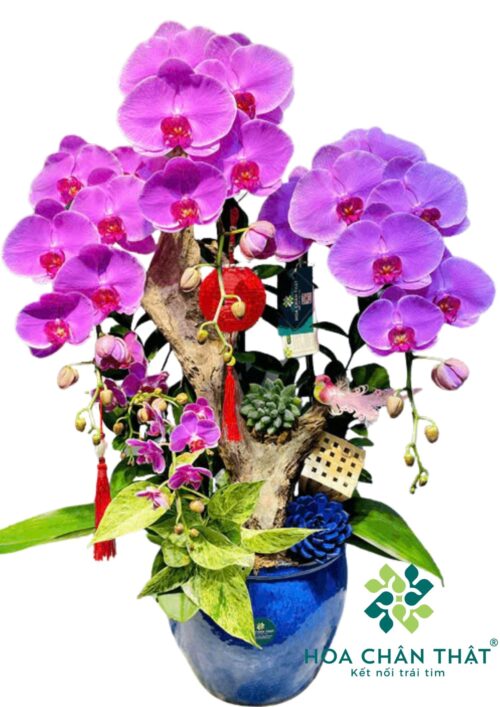 Lan Hồ Điệp Tím Mix Mini – Sắc Thanh Quý Phái