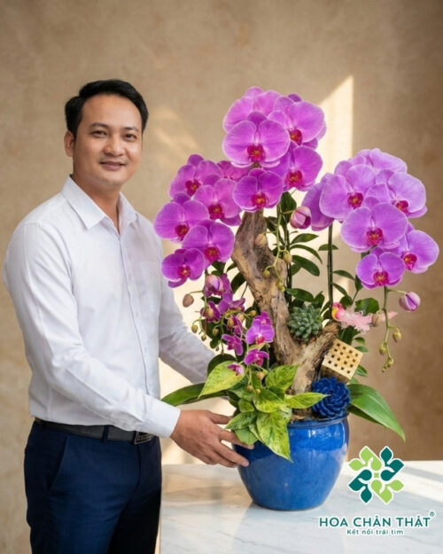 Lan Hồ Điệp Tím Mix Mini – Sắc Thanh Quý Phái