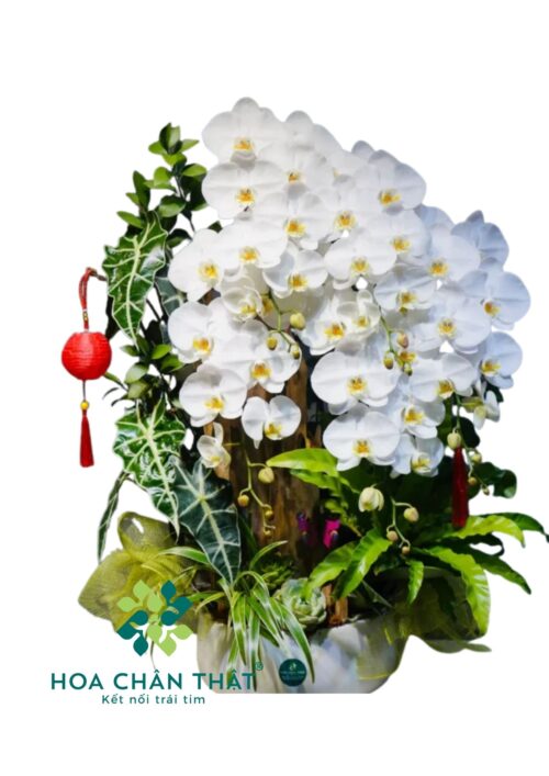 Lan Hồ Điệp Trắng 5 Cành – Thanh Khiết Tinh Khôi