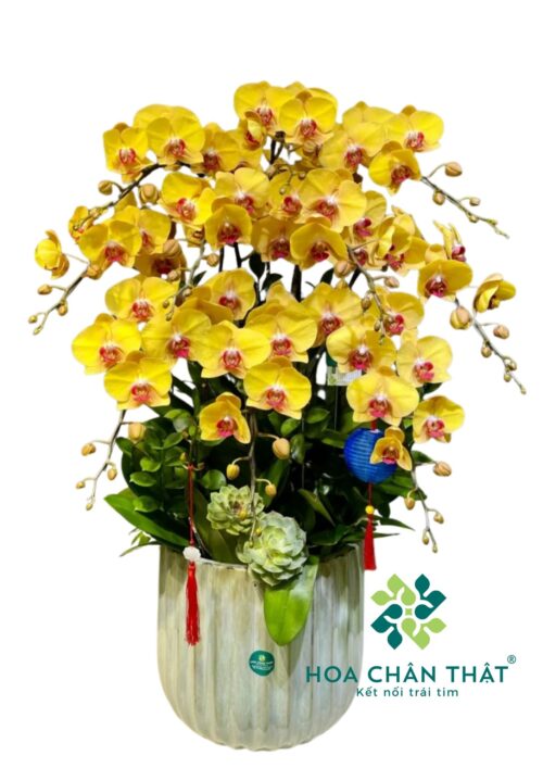 Lan Hồ Điệp Vàng Nghệ 10 cành – Rạng Ngời Phú Quý