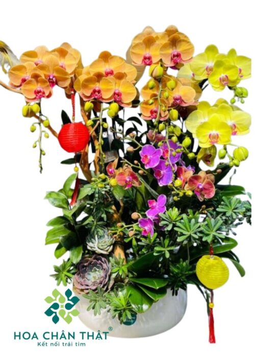 Chậu Lan Hồ Điệp – Hạnh Phúc Sum Vầy