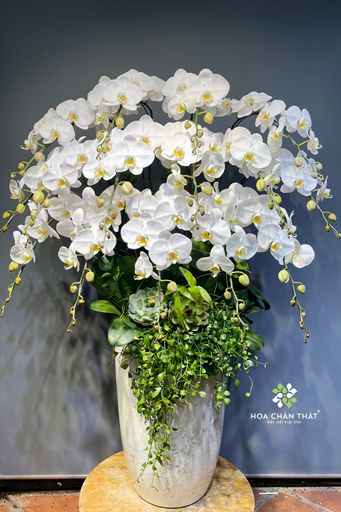 Nhi 15 canh trang 4.600.000d 1