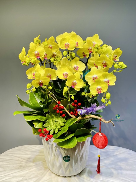 Nhi 8 canh vang 2.260.000d 1