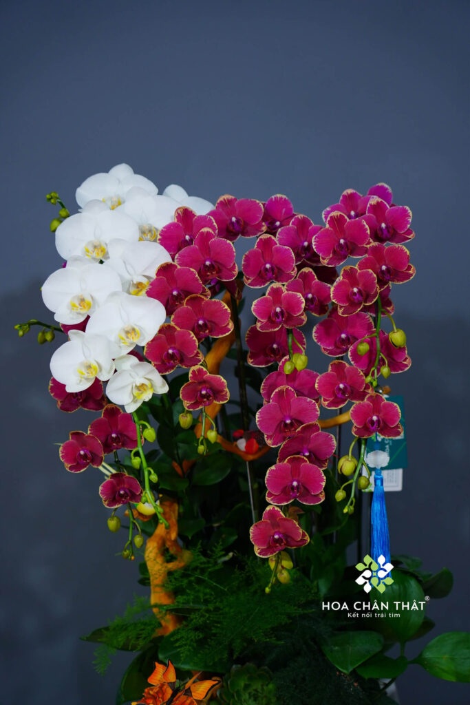 acf2c2135c81d1df889014 1