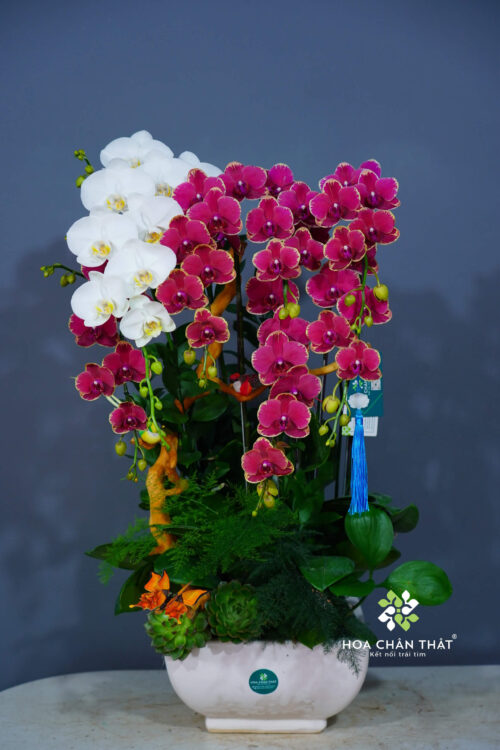 Chậu Lan Hồ Điệp 7 Cành - Thiên Phú Trắng Đỏ