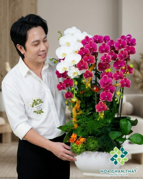 Chậu Lan Hồ Điệp 7 Cành – Thiên Phú Trắng Đỏ