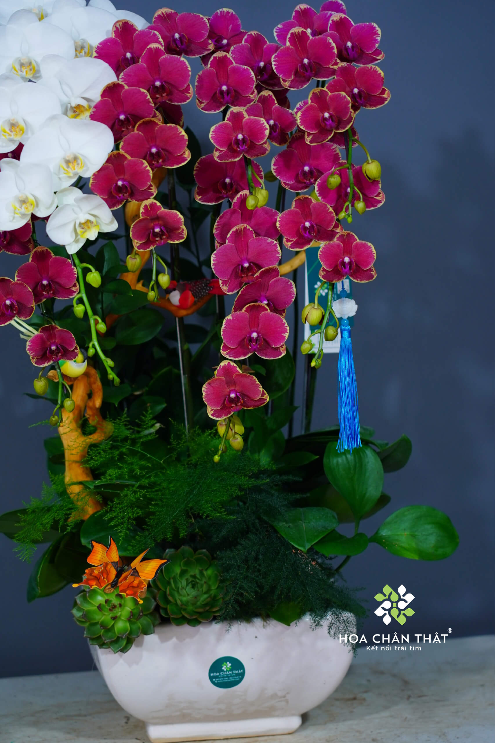 Chậu Lan Hồ Điệp 7 Cành - Thiên Phú Trắng Đỏ e0f1221bbc8931d7689815 1