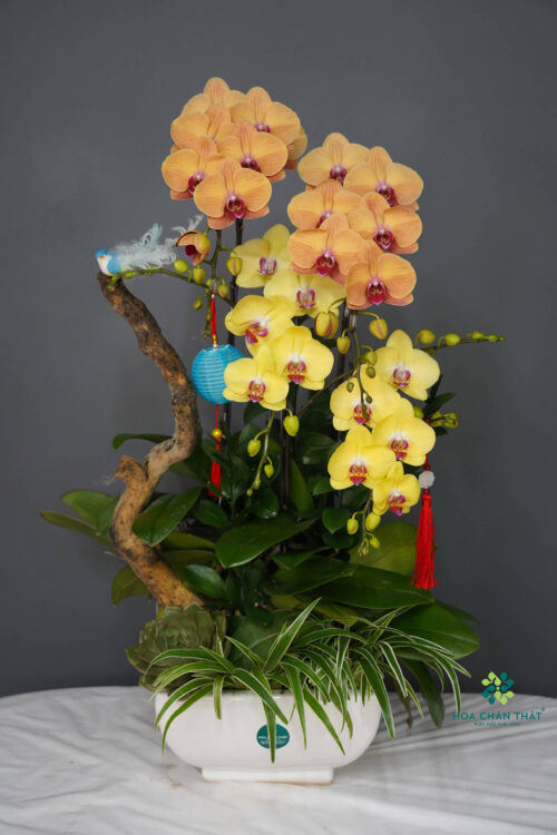 Chậu Lan Hồ Điệp – An Nhiên Đoàn Viên