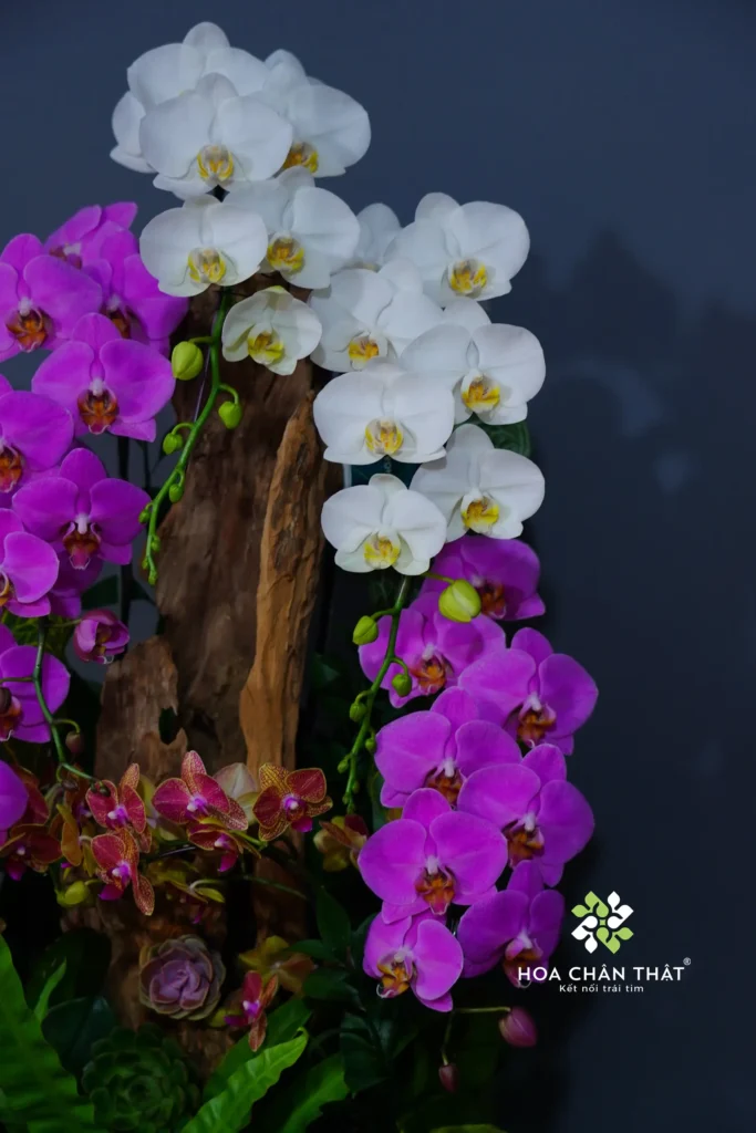 Chậu Lan Hồ Điệp Ghép Lũa 6 Cành – Tình Khúc Trắng Tím Chậu Lan Hồ Điệp Ghép Lũa 6 Cành – Tình Khúc Trắng Tím