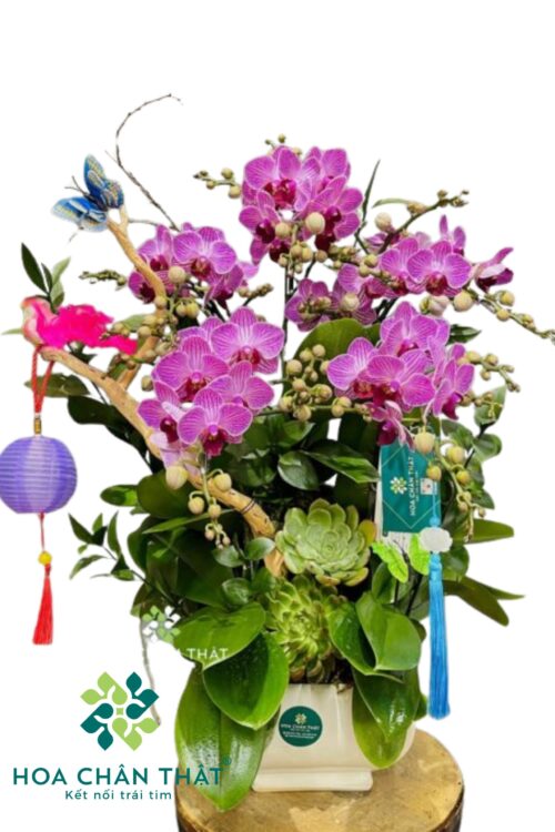 Chậu Lan Hồ Điệp 6 Cành Mini – Phúc Lộc Viên Mãn