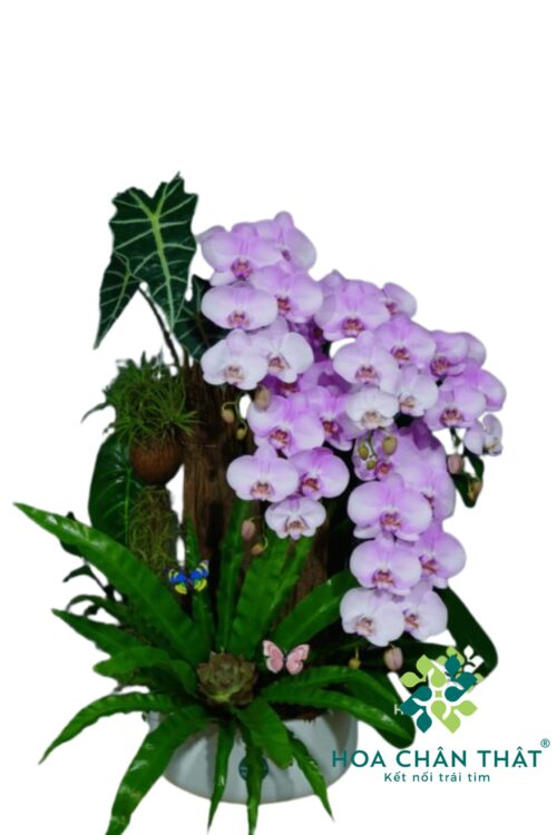 Chậu Lan Hồ Điệp Ghép Lũa 5 Cành – Tím Sương Cát Tường