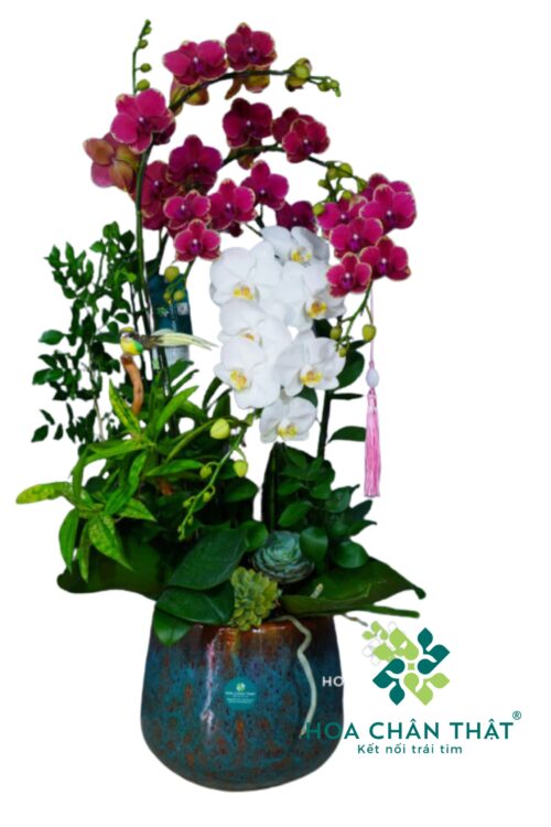 Chậu Lan Hồ Điệp “Lộc Ngọc” – Mini Thanh Tao 5 Cành