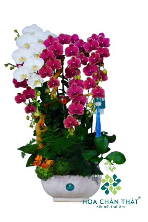 Chậu Lan Hồ Điệp 7 Cành - Thiên Phú Trắng Đỏ