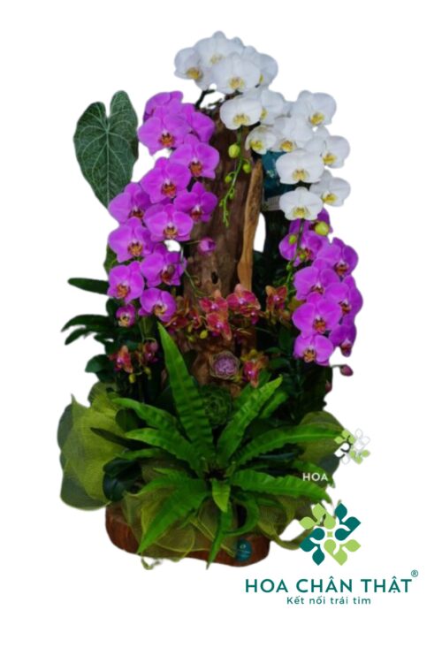Chậu Lan Hồ Điệp Ghép Lũa 6 Cành  – Tình Khúc Trắng Tím
