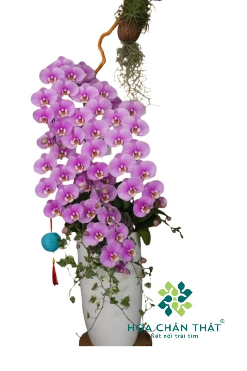 Chậu Lan Hồ Điệp 7 Cành – Tím Ngọc Đoàn Viên