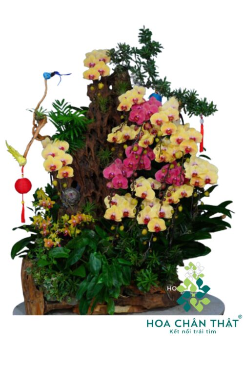 Máng Lũa Đỏ Dâu 20 Cành Vàng Nghệ – Tình Thầy Vẹn Tròn