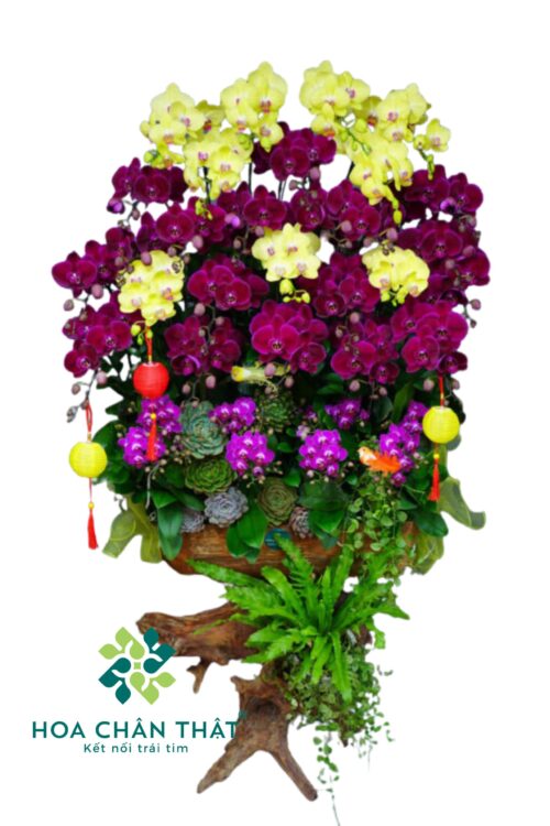 Máng Lũa Tím Vàng 30 Cành – Tôn Vinh Tri Thức