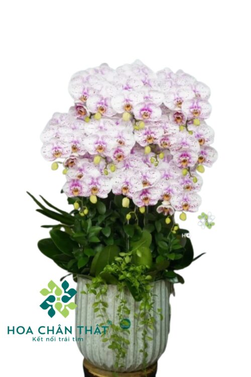 Lan Hồ Điệp 10 cành đột biến- Hồng Ân Tri Thức