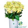 Chậu Lan Hồ Điệp 10 Cành Vàng Hoàng Hậu – Kim Vàng Vinh Hoa