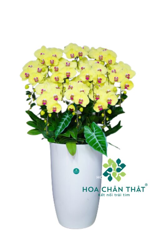 Chậu Lan Hồ Điệp 10 Cành Vàng Hoàng Hậu – Kim Vàng Vinh Hoa