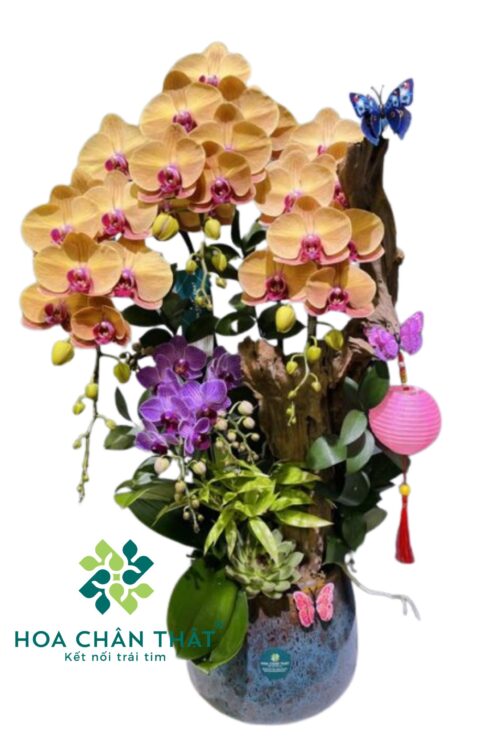 Chậu Lan Hồ Điệp 3 Cành – Hoàng Kim Vượng Phát