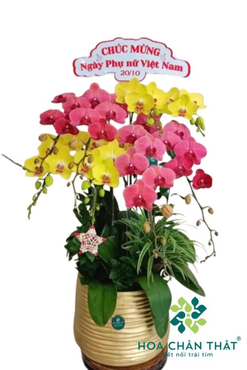 Chậu Lan Hồ Điệp 8 Cành – Ngọc Sắc Hồng Vân