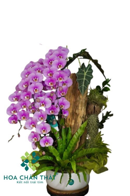 Chậu Lan Hồ Điệp Ghép Lũa 5 Cành – Hồng Vân Quý Phát