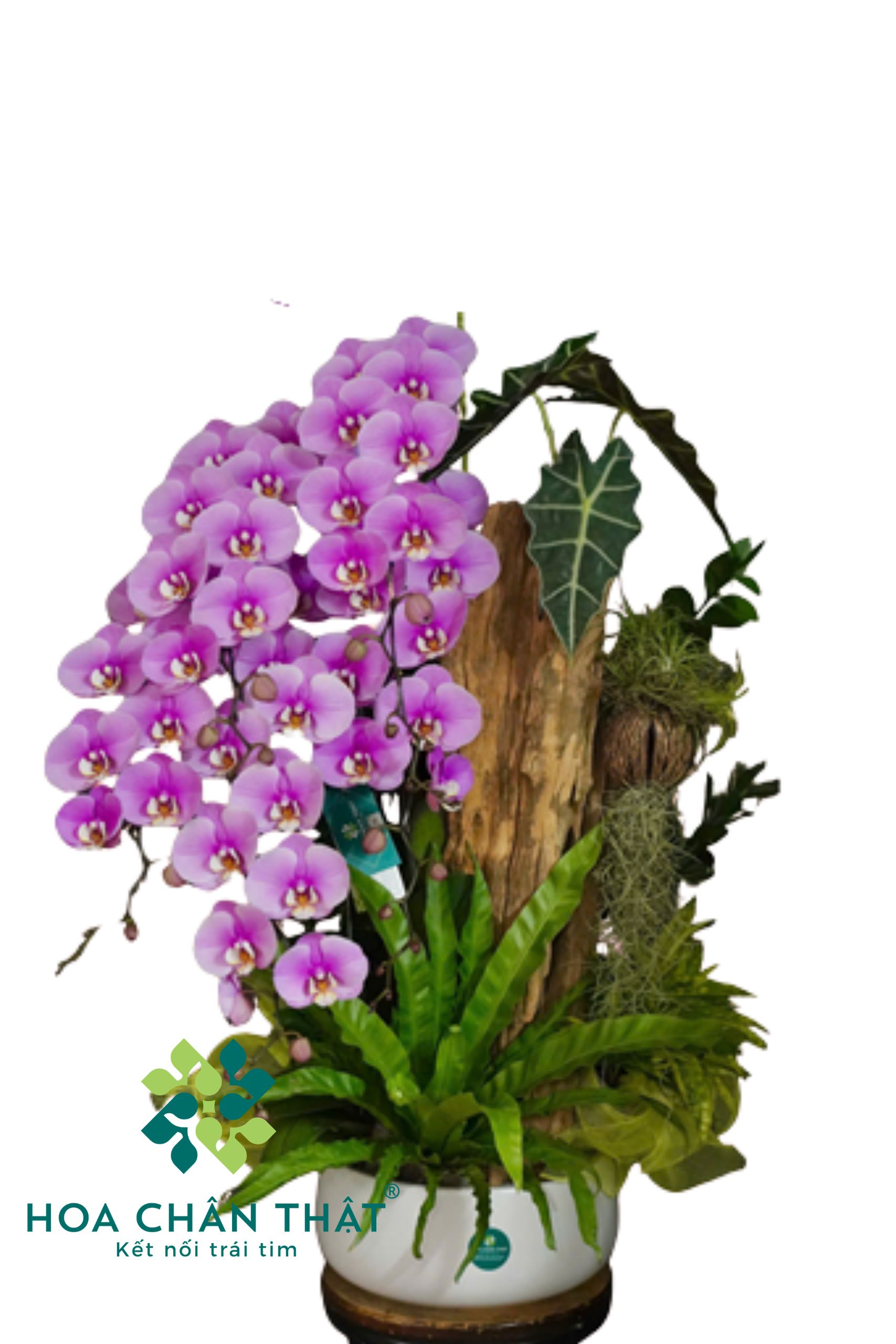 gắn logo (1707 x 2560 px) (25) gan logo 1707 x 2560 px 25