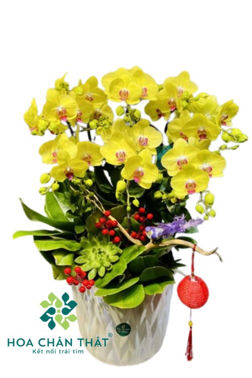 Chậu Lan Hồ Điệp 8 Cành – Kim Sắc Phú Quý