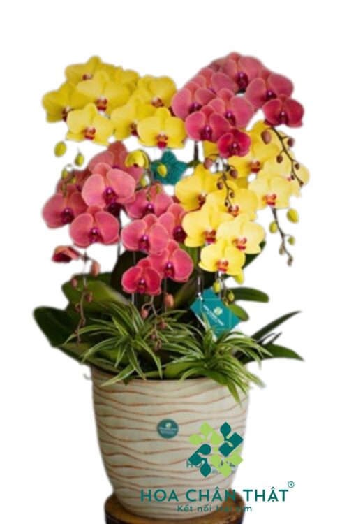 Chậu Lan Hồ Điệp 8 Cành – Hồng Kim Cát Tường