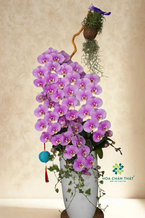 Chậu Lan Hồ Điệp 7 Cành – Tím Ngọc Đoàn Viên