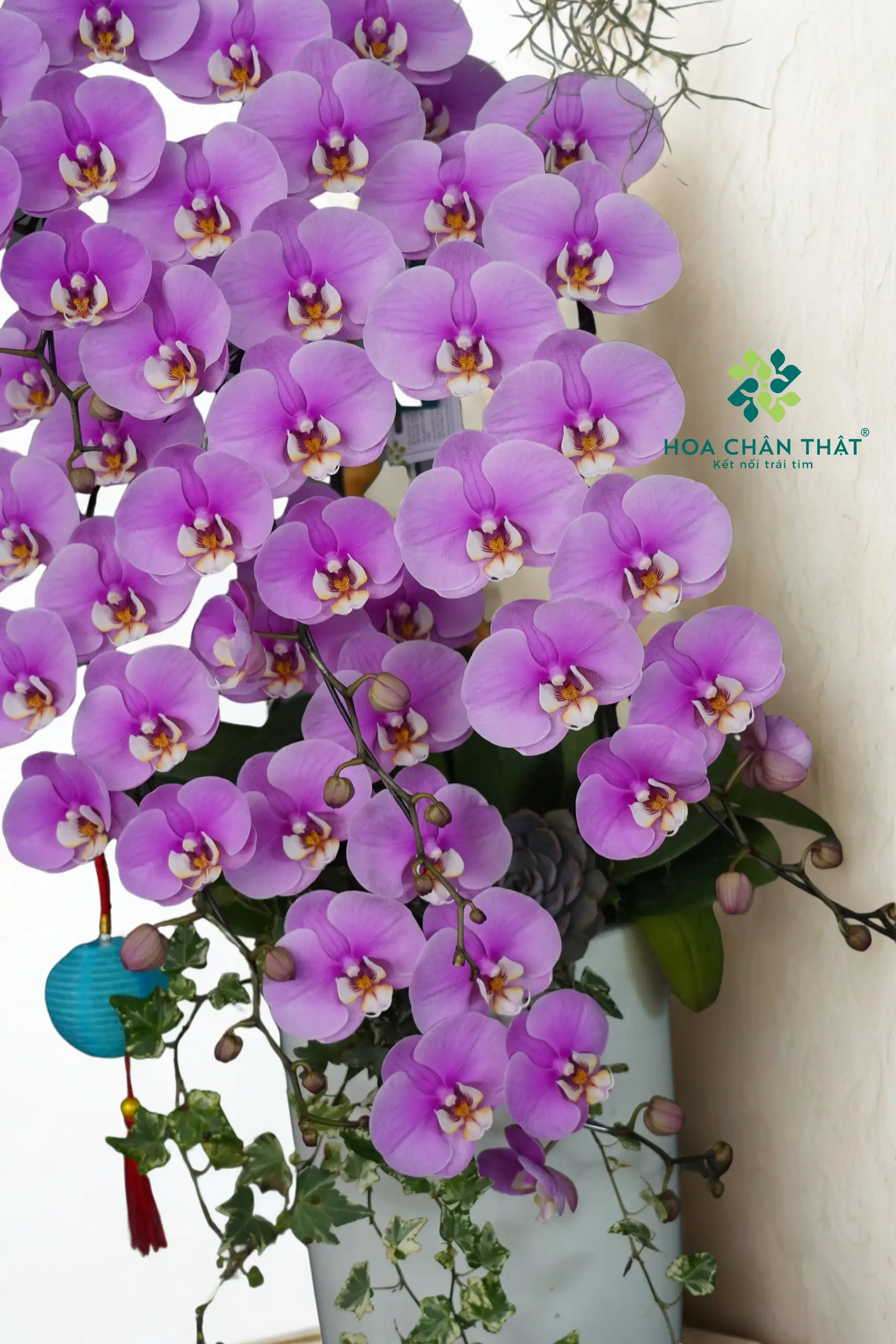 gắn logo (1707 x 2560 px) (29) gan logo 1707 x 2560 px 29