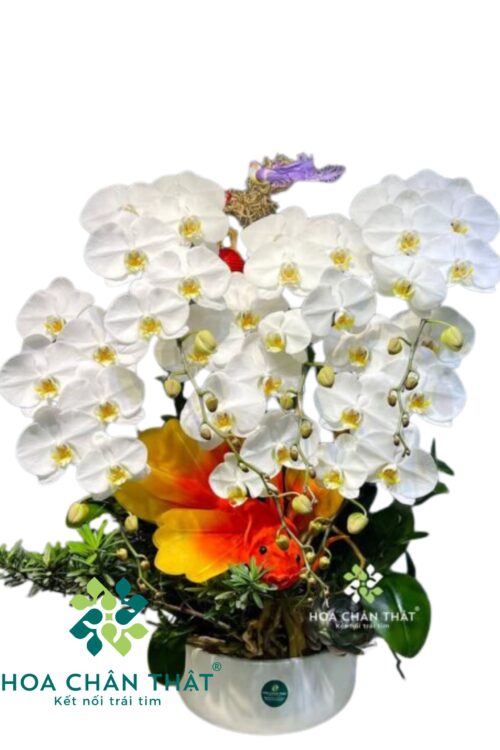 Chậu Lan Hồ Điệp 6 Cành – Ngọc Khiết An Nhiên