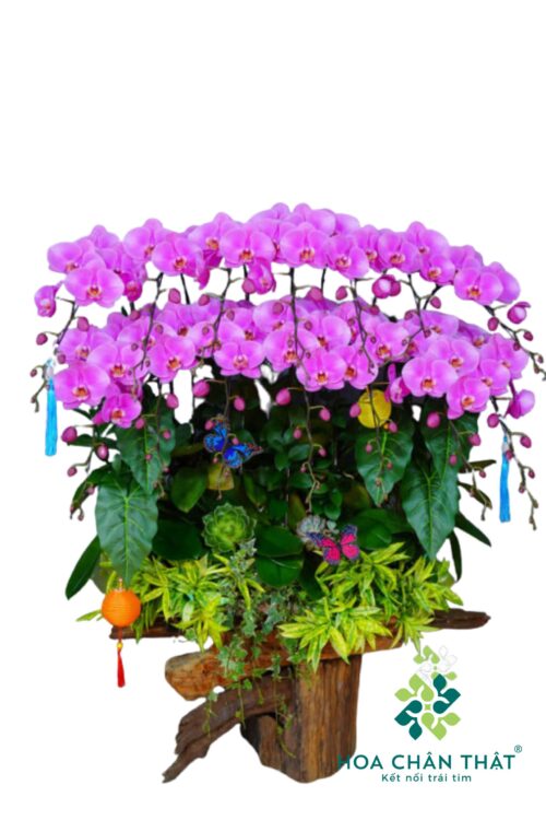 Máng Lũa Lan Hồ Điệp 14 Cành - Tím Vượng Đoàn Viên
