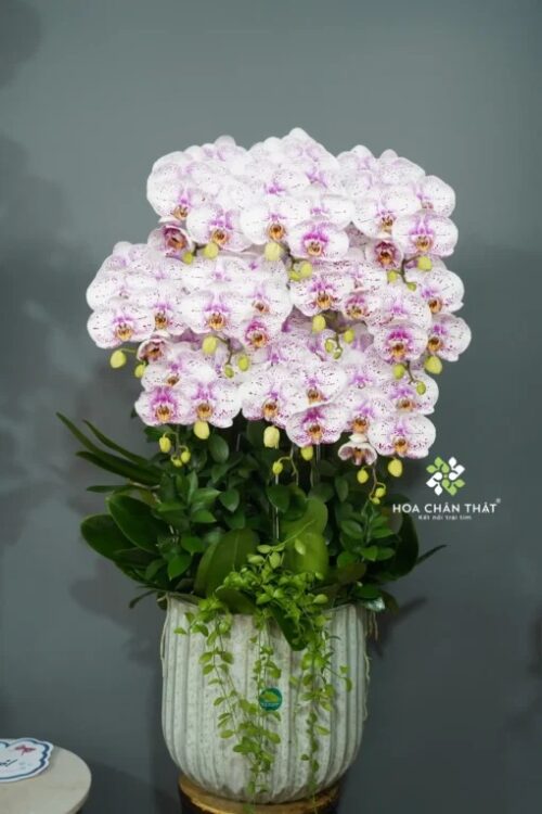 Lan Hồ Điệp 10 Cành Đột Biến – Hồng Ân Tri Thức