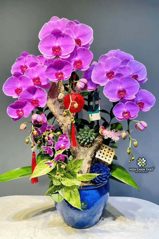 Lan Hồ Điệp Tím Mix Mini – Sắc Thanh Quý Phái