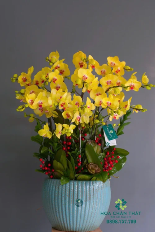 Chậu Lan Hồ Điệp 12 Cành – Kim Vàng Tươi