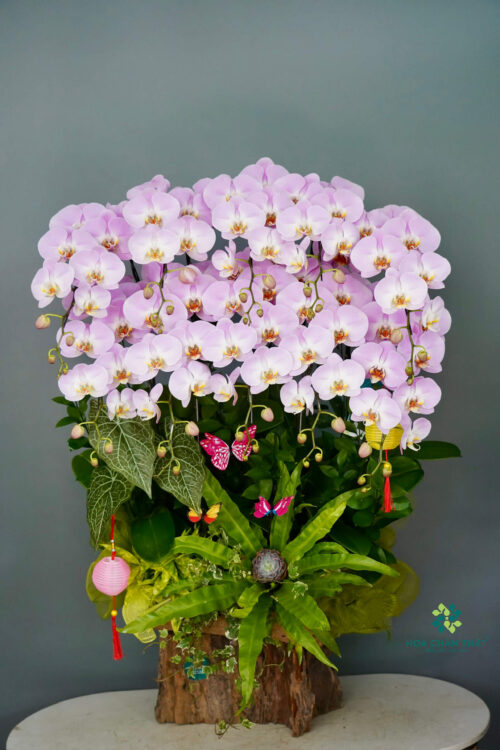 Máng Lũa Lan Hồ Điệp 10 Cành – Tím Vân Quý Phát