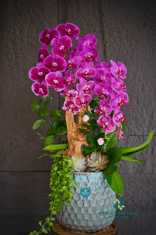 Chậu Lan Hồ Điệp 3 Cành – Tím Thủy Chung